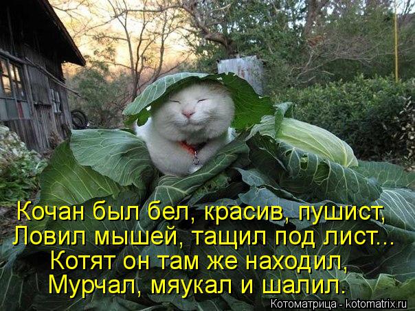 Котоматрица: Кочан был бел, красив, пушист, Ловил мышей, тащил под лист... Котят он там же находил, Мурчал, мяукал и шалил.