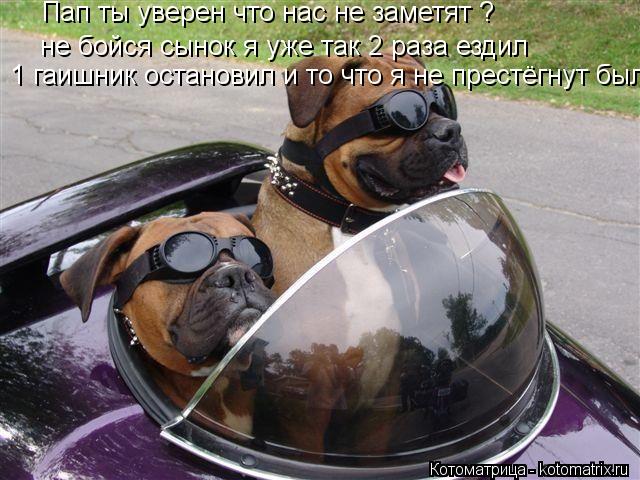 Котоматрица: не бойся сынок я уже так 2 раза ездил 1 гаишник остановил и то что я не престёгнут был  Пап ты уверен что нас не заметят ?