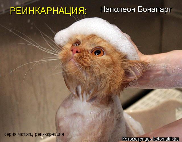 РЕИНКАРНАЦИЯ: Наполеон Бонапарт серия матриц: реинкарнация... Котоматрица: РЕИНКАРНАЦИЯ: Наполеон Бонапарт серия матриц: реинкарнация