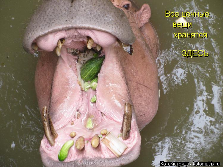 Котоматрица: Все ценные вещи хранятся ЗДЕСЬ