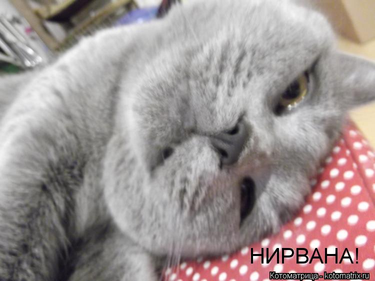 НИРВАНА!... Котоматрица: НИРВАНА!