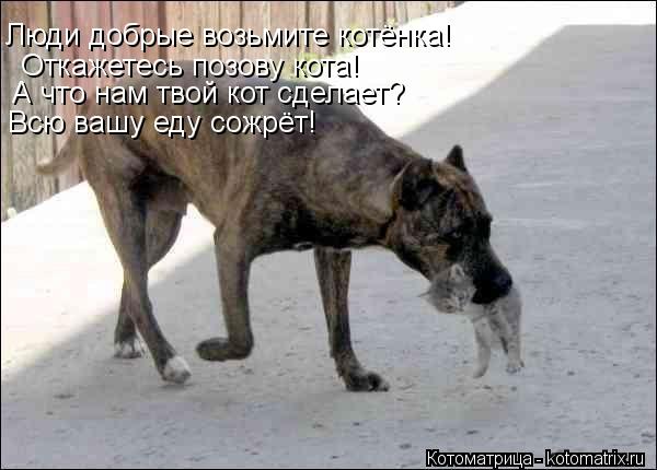 Котоматрица: Люди добрые возьмите котёнка! Откажетесь позову кота! А что нам твой кот сделает? Всю вашу еду сожрёт!