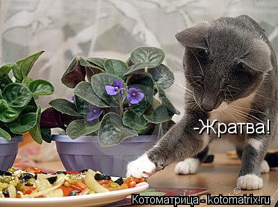 -Жратва!... Котоматрица: -Жратва!