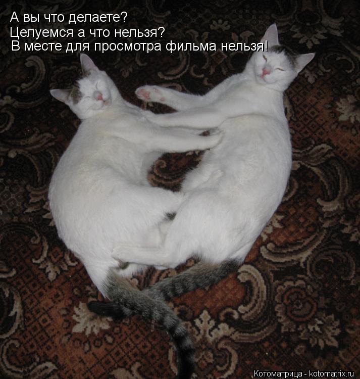 Котоматрица: А вы что делаете? Целуемся а что нельзя? В месте для просмотра фильма нельзя!