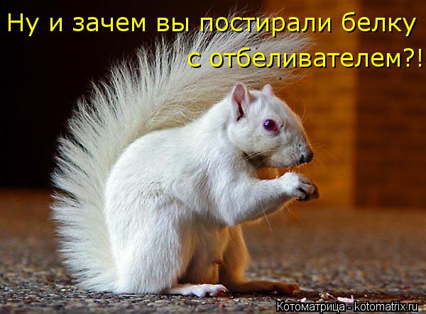 Ну и зачем вы постирали белку с отбеливателем?!... Котоматрица: Ну и зачем вы постирали белку с отбеливателем?!