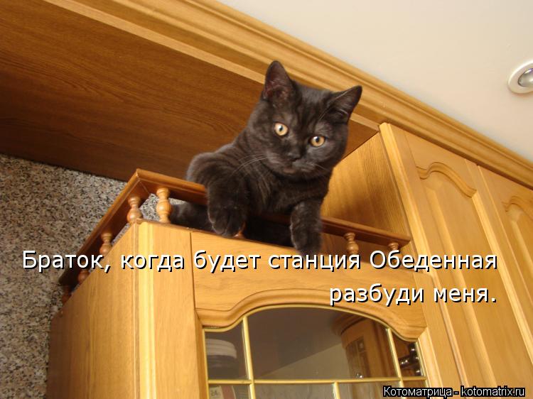 Браток, когда будет станция Обеденная разбуди меня.... Котоматрица: Браток, когда будет станция Обеденная разбуди меня.