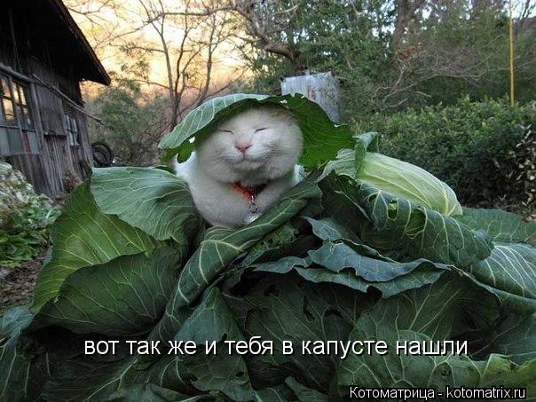 Котоматрица: вот так же и тебя в капусте нашли