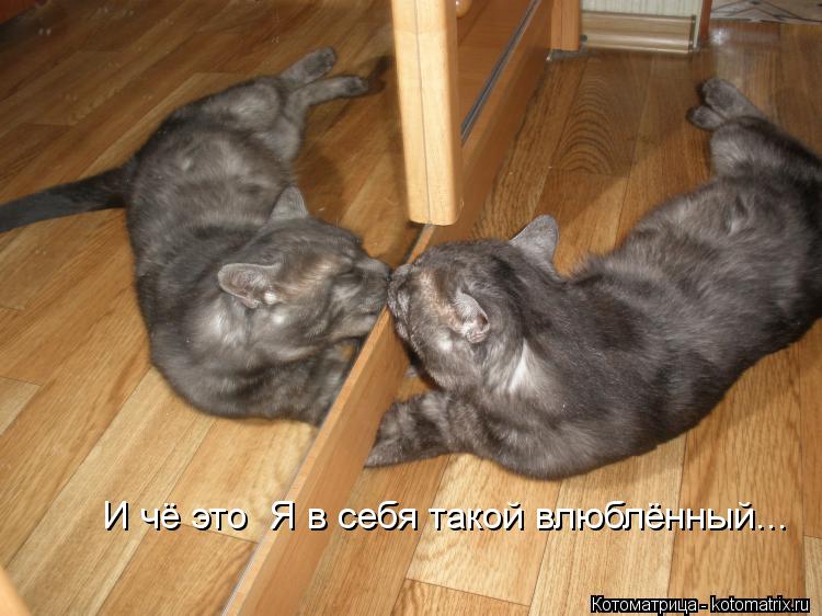 И чё это Я в себя такой влюблённый...... Котоматрица: И чё это Я в себя такой влюблённый...