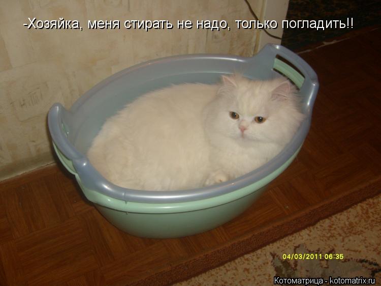 Котоматрица: -Хозяйка, меня стирать не надо, только погладить!!