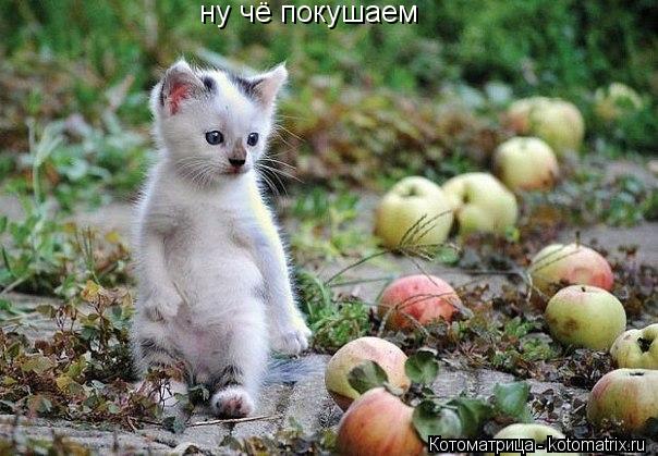 Котоматрица: ну чё покушаем