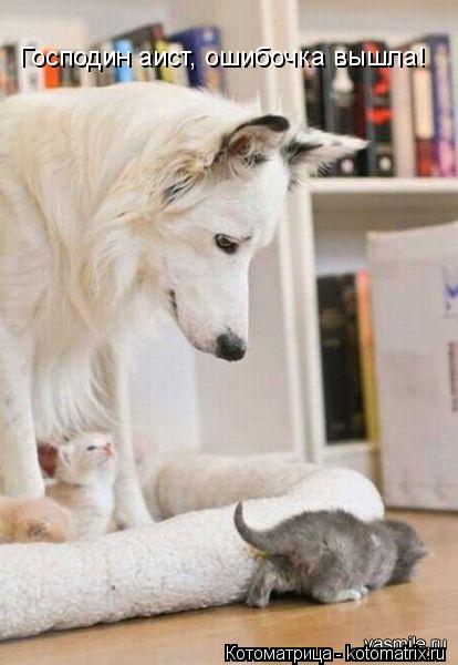 Котоматрица: Господин аист, ошибочка вышла!