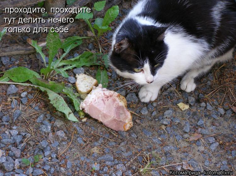 Котоматрица: проходите, проходите тут делить нечего только для сэбе