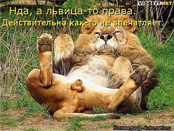 Котоматрица: Нда, а львица-то права. Действительно как-то не впечатляет.
