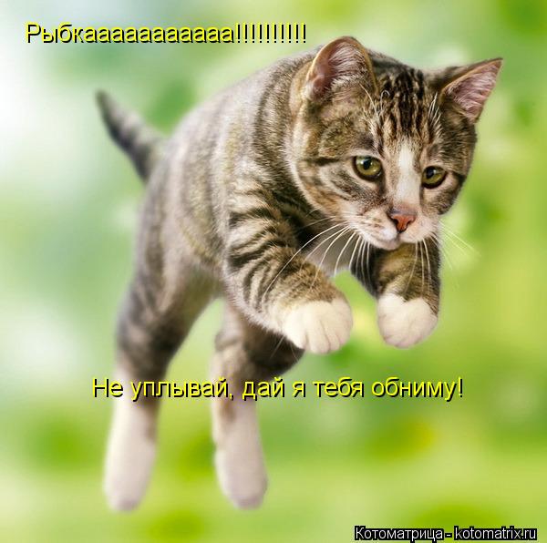 Рыбкааааааааааа!!!!!!!!!! Не уплывай, дай я тебя обниму!... Котоматрица: Рыбкааааааааааа!!!!!!!!!! Не уплывай, дай я тебя обниму!