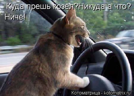 Котоматрица: Куда прешь козёл? Куда прешь козёл?Никуда а что? Ничё!