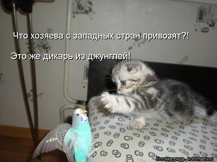 Котоматрица: Что хозяева с западных стран привозят?! Это же дикарь из джунглей!