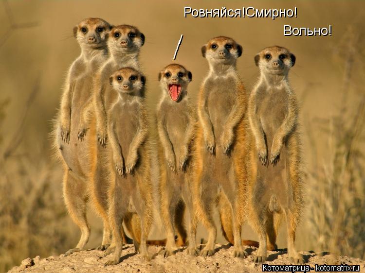 Котоматрица: / / / Ровняйся!Смирно! Вольно!