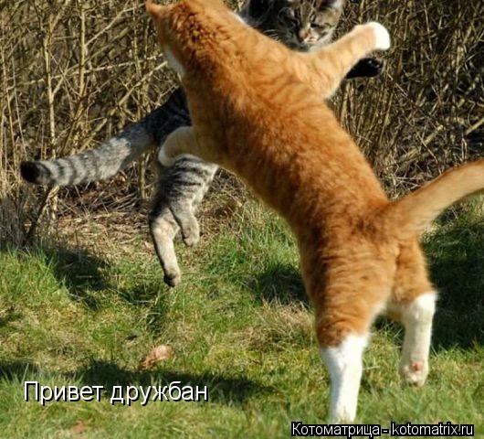 Привет дружбан... Котоматрица: Привет дружбан