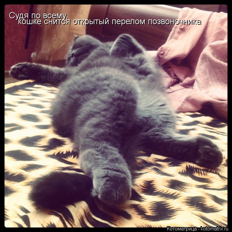 Судя по всему, кошке снится открытый перелом позвоночника... Котоматрица: Судя по всему, кошке снится открытый перелом позвоночника