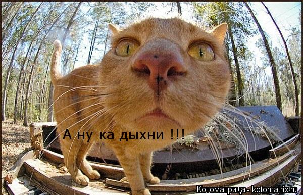 Котоматрица: А ну ка дыхни !!!
