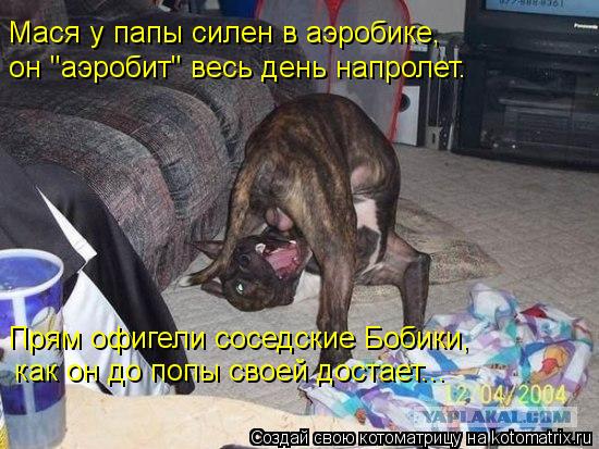 Котоматрица: Прям офигели соседские Бобики,  Мася у папы силен в аэробике, он "аэробит" весь день напролет. как он до попы своей достает...