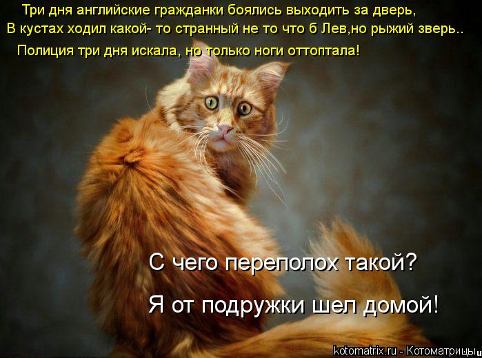 Три дня английские гражданки боялись выходить за дверь, В кустах ходил какой- то странный не то что б... Котоматрица: Три дня английские гражданки боялись выходить за дверь, В кустах ходил какой- то странный не то что б Лев,но рыжий зверь.. Полиция три дня иск