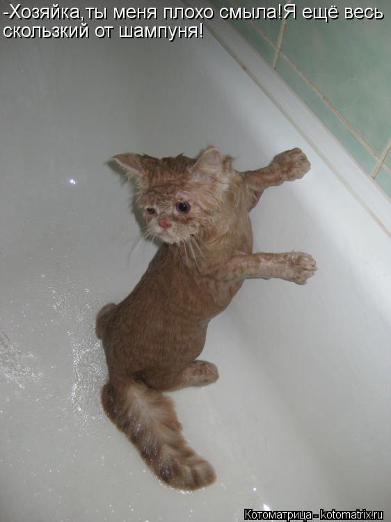 -Хозяйка,ты меня плохо смыла!Я ещё весь скользкий от шампуня!... Котоматрица: -Хозяйка,ты меня плохо смыла!Я ещё весь скользкий от шампуня!