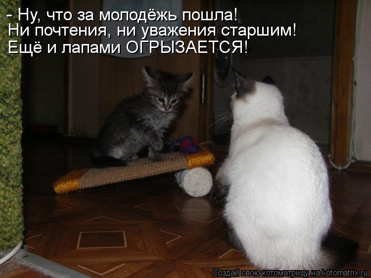 - Ну, что за молодёжь пошла! Ни почтения, ни уважения старшим! Ещё и лапами ОГРЫЗАЕТСЯ!... Котоматрица: - Ну, что за молодёжь пошла! Ни почтения, ни уважения старшим! Ещё и лапами ОГРЫЗАЕТСЯ!