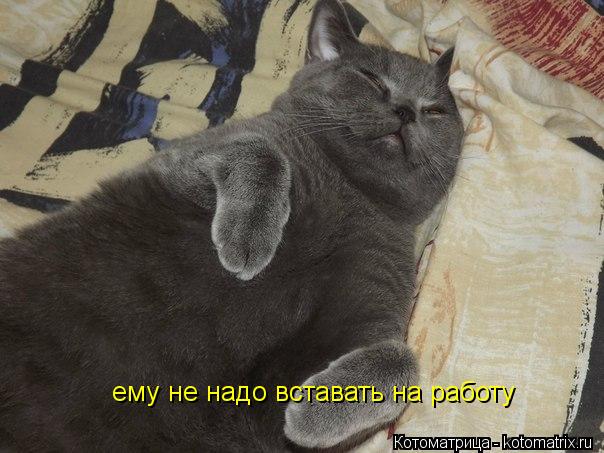 Котоматрица: ему не надо вставать на работу