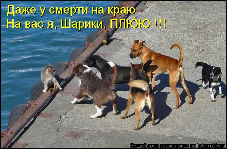 Котоматрица: Даже у смерти на краю На вас я, Шарики, ПЛЮЮ !!!