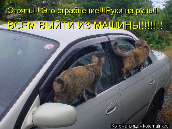 Котоматрица: Стоять!!! Это ограбление!!!Руки на руль!!! ВСЕМ ВЫЙТИ ИЗ МАШИНЫ!!!!!!!