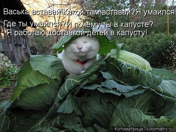 Котоматрица: Васька вставай! Какой там вставай?Я умаился! Где ты умаился? И почему ты в капусте? Я работаю доставкой детей в капусту!