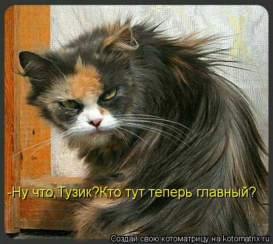 -Ну что,Тузик?Кто тут теперь главный?... Котоматрица: -Ну что,Тузик?Кто тут теперь главный?