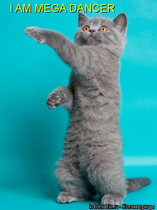 I AM MEGA DANCER... Котоматрица: I AM MEGA DANCER