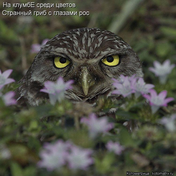На клумбЕ среди цветов Странный гриб с глазами рос... Котоматрица: На клумбЕ среди цветов Странный гриб с глазами рос