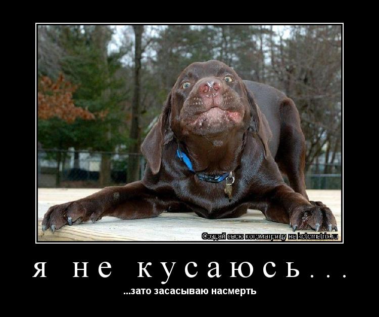 Котоматрица: я не кусаюсь... ...зато засасываю насмерть