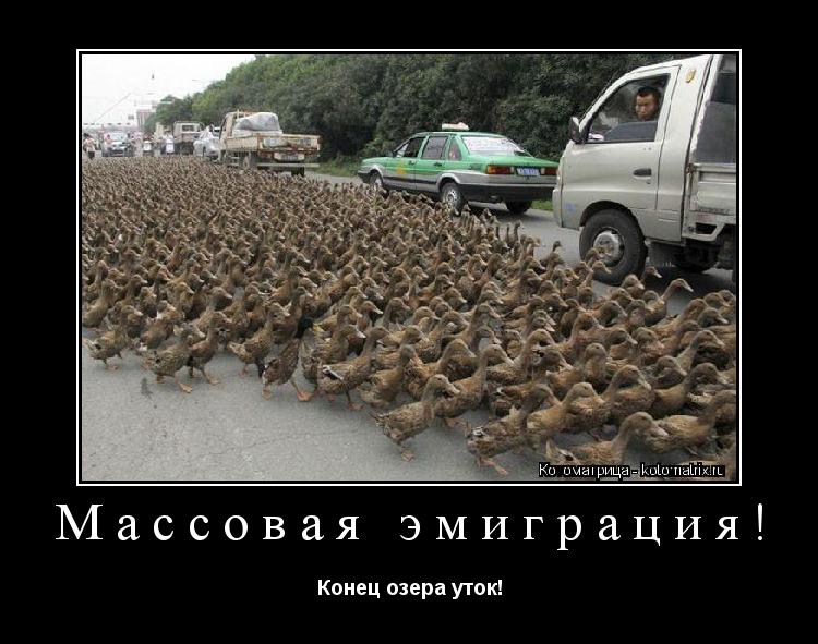 Котоматрица: Массовая эмиграция! Конец озера уток!