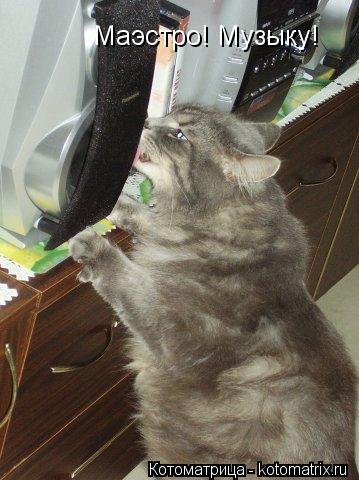 Маэстро! Музыку!... Котоматрица: Маэстро! Музыку!
