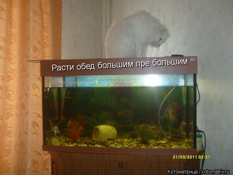 Котоматрица: Расти обед большим пре большим