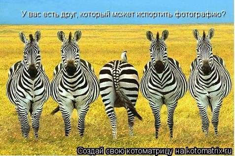 Котоматрица: У вас есть друг, который может испортить фотографию?