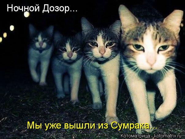 Котоматрица: Ночной Дозор... Мы уже вышли из Сумрака...