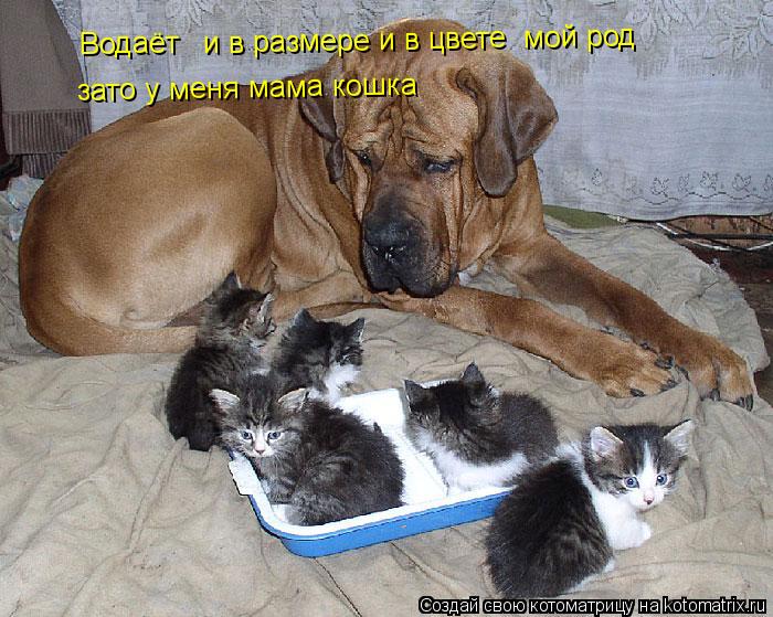 Водаёт и в размере и в цвете мой род зато у меня мама кошка... Котоматрица: Водаёт и в размере и в цвете мой род зато у меня мама кошка