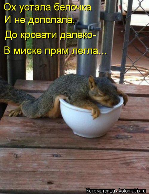 Ох устала белочка И не доползла, До кровати далеко- В миске прям легла...... Котоматрица: Ох устала белочка И не доползла, До кровати далеко- В миске прям легла...
