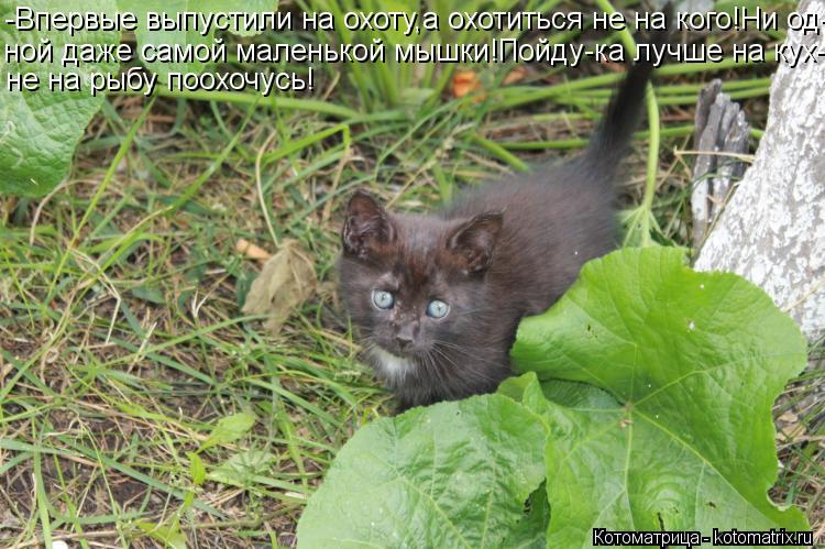 Котоматрица: -Впервые выпустили на охоту,а охотиться не на кого!Ни од- ной даже самой маленькой мышки!Пойду-ка лучше на кух- не на рыбу поохочусь!