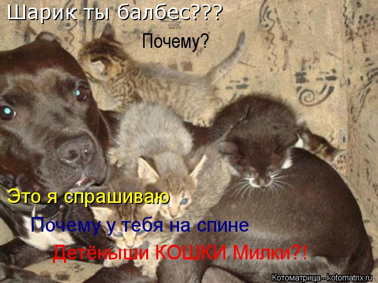 Шарик ты балбес??? Почему? Это я спрашиваю Почему у тебя на спине Детёныши КОШКИ Милки?!... Котоматрица: Шарик ты балбес??? Почему? Это я спрашиваю Почему у тебя на спине Детёныши КОШКИ Милки?!
