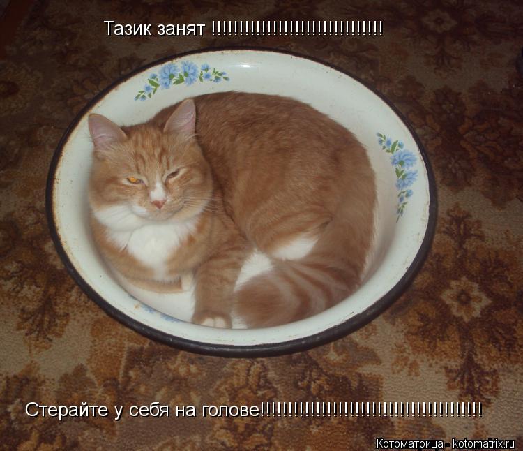 Котоматрица: Тазик занят !!!!!!!!!!!!!!!!!!!!!!!!!!!!!!! Стерайте у себя на голове!!!!!!!!!!!!!!!!!!!!!!!!!!!!!!!!!!!!!!!!