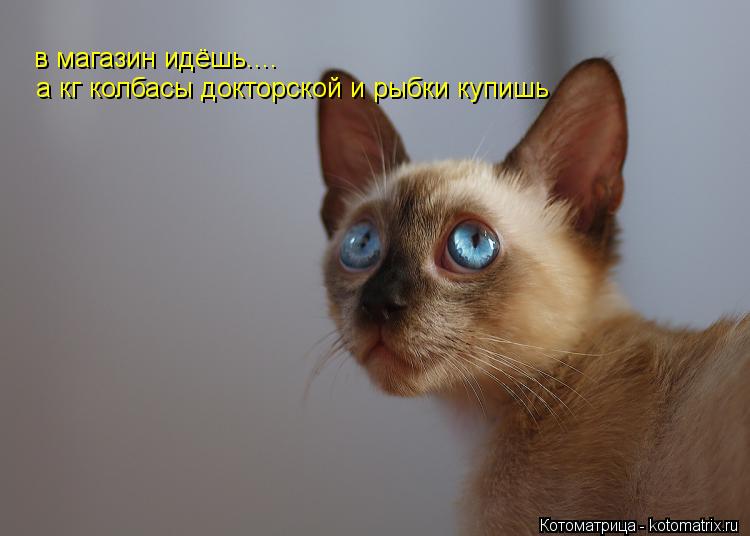 Котоматрица: а кг колбасы докторской и рыбки купишь а кг колбасы докторской и рыбки купишь в магазин идёшь....