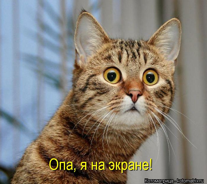 Опа, я на экране!... Котоматрица: Опа, я на экране!