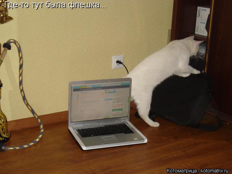 Котоматрица: -Где-то тут была флешка...