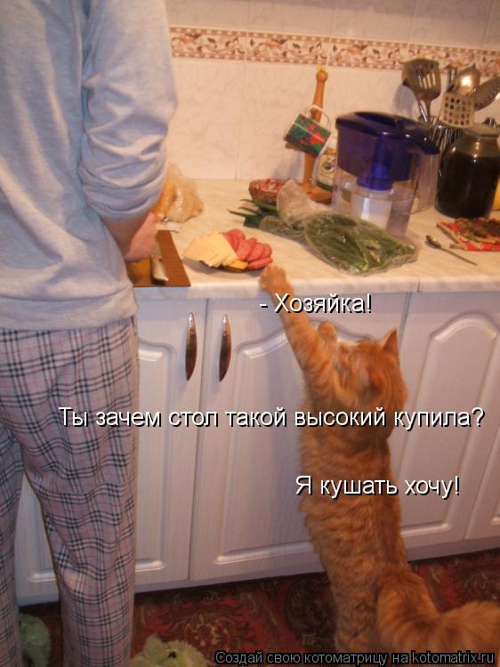 Котоматрица: - Хозяйка! Ты зачем стол такой высокий купила? Я кушать хочу!